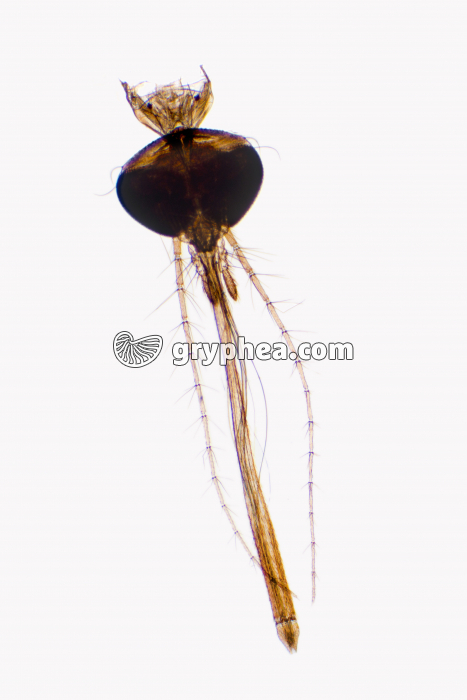 Tête d'insecte piqueur Moustique femelle x10 - gryphea.org